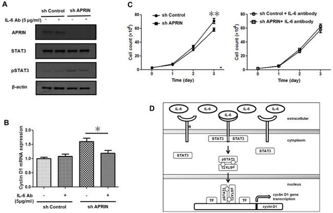 IL-6 Antibody in Neutralization (Neu)