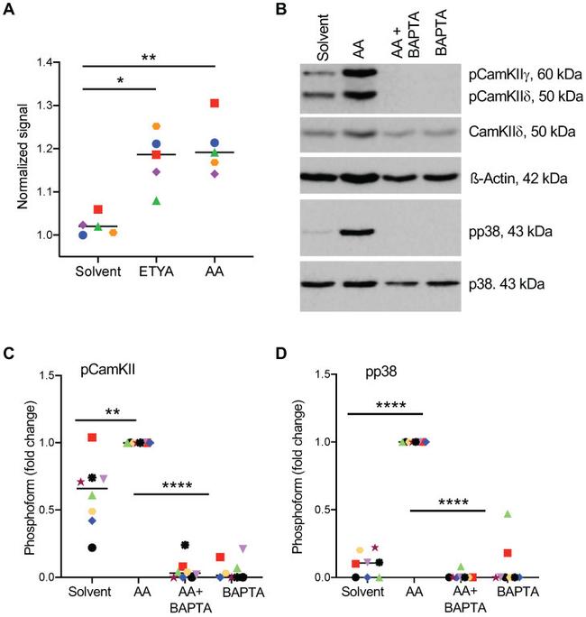 Phospho-CaMKII beta/gamma/delta (Thr287) Antibody in Western Blot (WB)