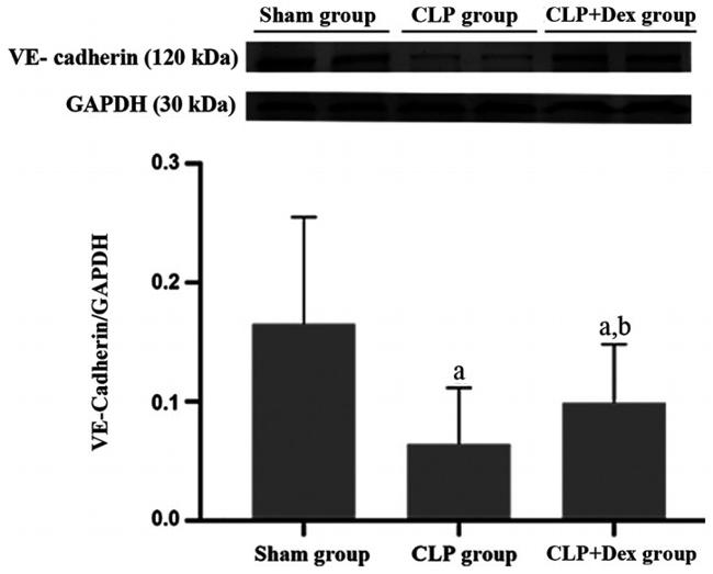 VE-cadherin Antibody in Western Blot (WB)