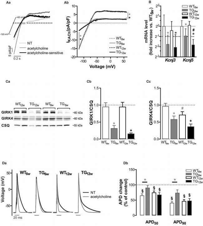 Calsequestrin Antibody in Western Blot (WB)