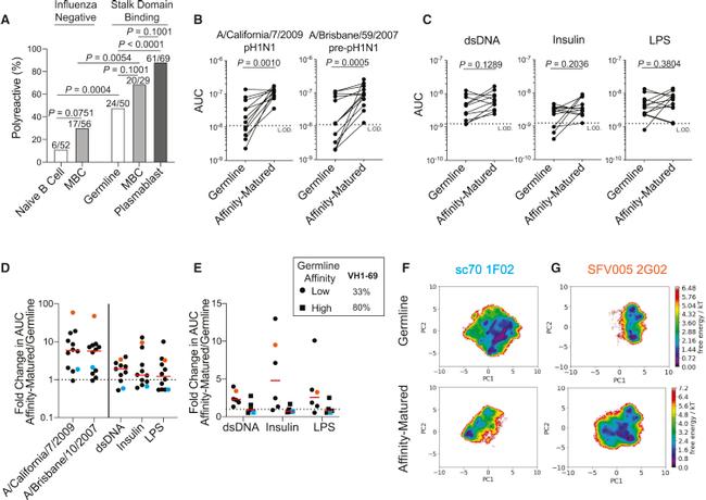 CD38 Antibody in Flow Cytometry (Flow)