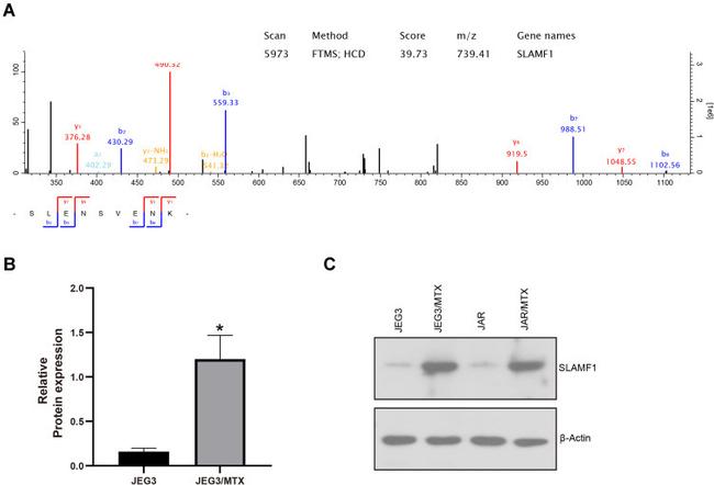 CD150 Antibody in Western Blot (WB)