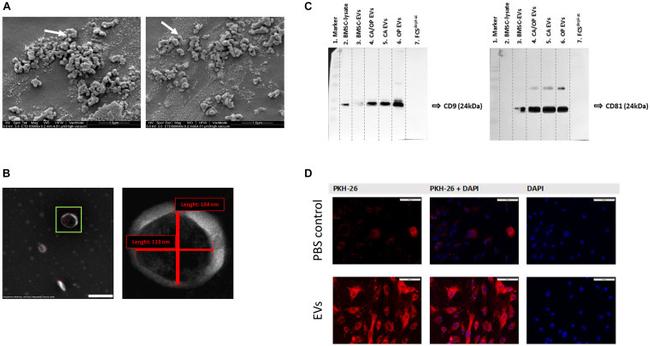 CD9 Antibody in Western Blot (WB)