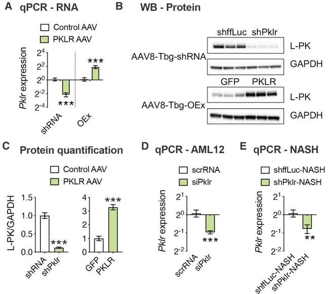 PKLR Antibody in Western Blot (WB)