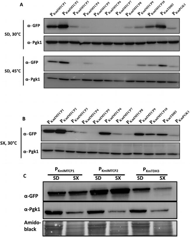 GFP Antibody in Western Blot (WB)