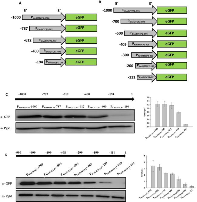 GFP Antibody in Western Blot (WB)