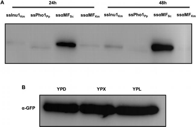 GFP Antibody in Western Blot (WB)