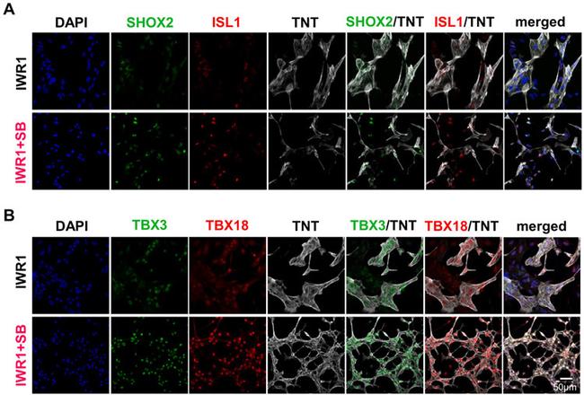 TBX3 Antibody in Immunocytochemistry (ICC/IF)