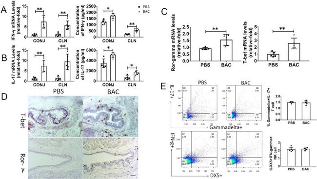 T-bet Antibody in Immunohistochemistry (IHC)