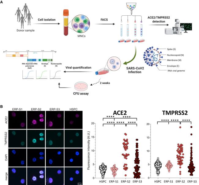 TMPRSS2 Antibody in Immunocytochemistry (ICC/IF)
