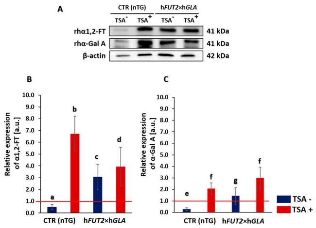 alpha Galactosidase Antibody in Western Blot (WB)