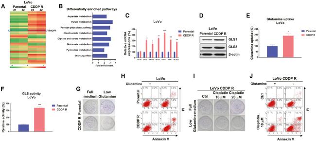 GLS2 Antibody in Western Blot (WB)