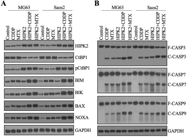 GAPDH Loading Control Antibody in Western Blot (WB)