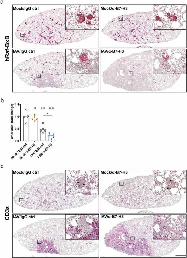 CD3e Antibody in Immunohistochemistry (IHC)