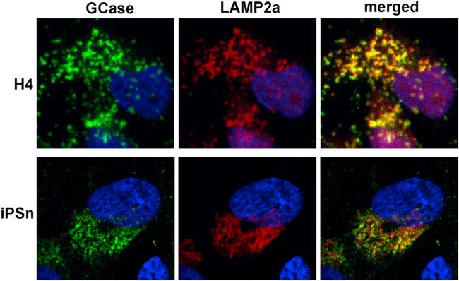 LAMP-2A Antibody in Immunocytochemistry (ICC/IF)