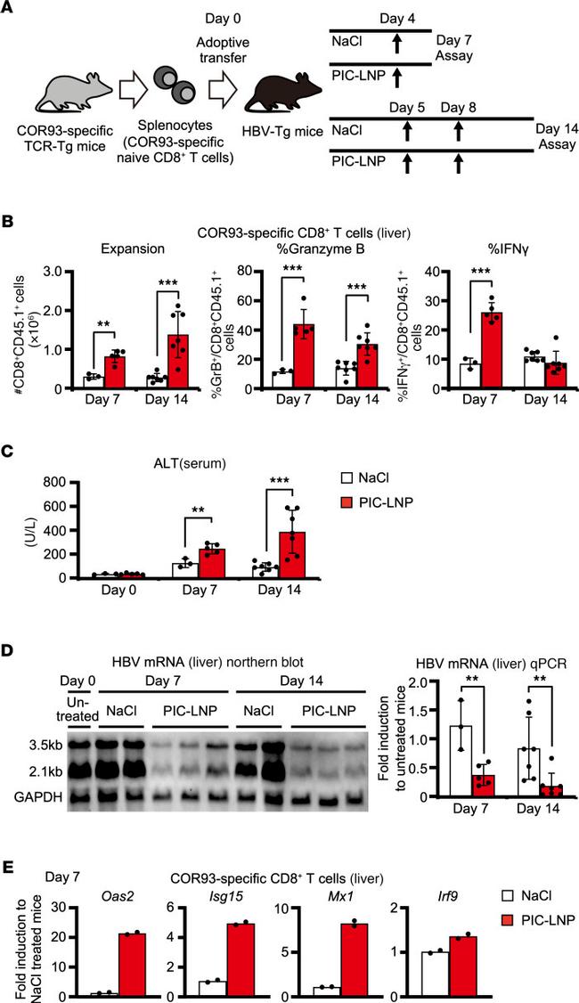 Granzyme B Antibody in Flow Cytometry (Flow)