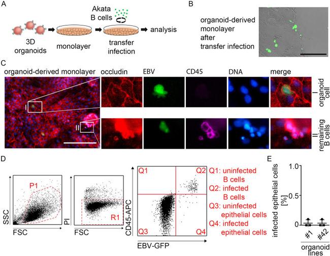 CD45 Antibody in Flow Cytometry (Flow)