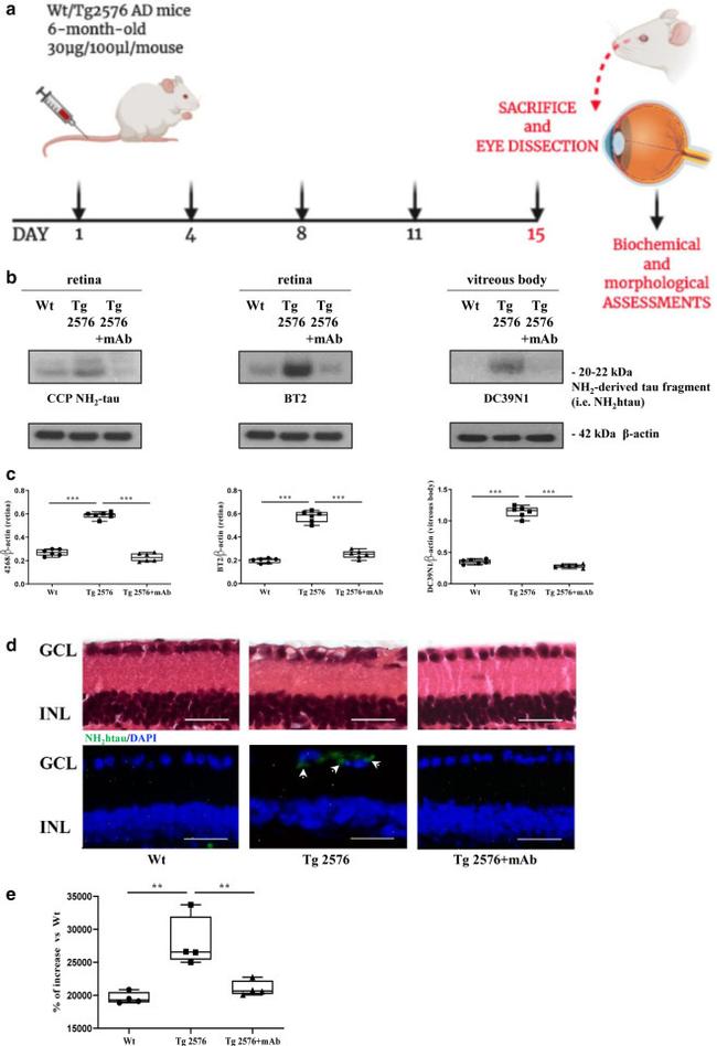 Tau Antibody in Western Blot (WB)