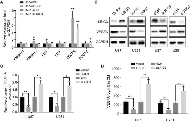 VEGFA Antibody in Western Blot (WB)