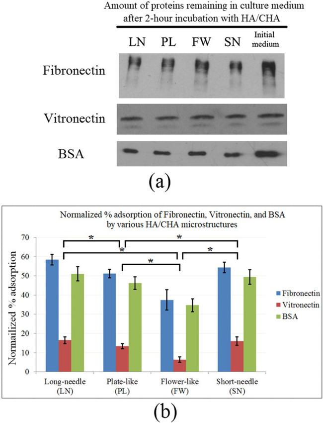 Vitronectin Antibody in Western Blot (WB)