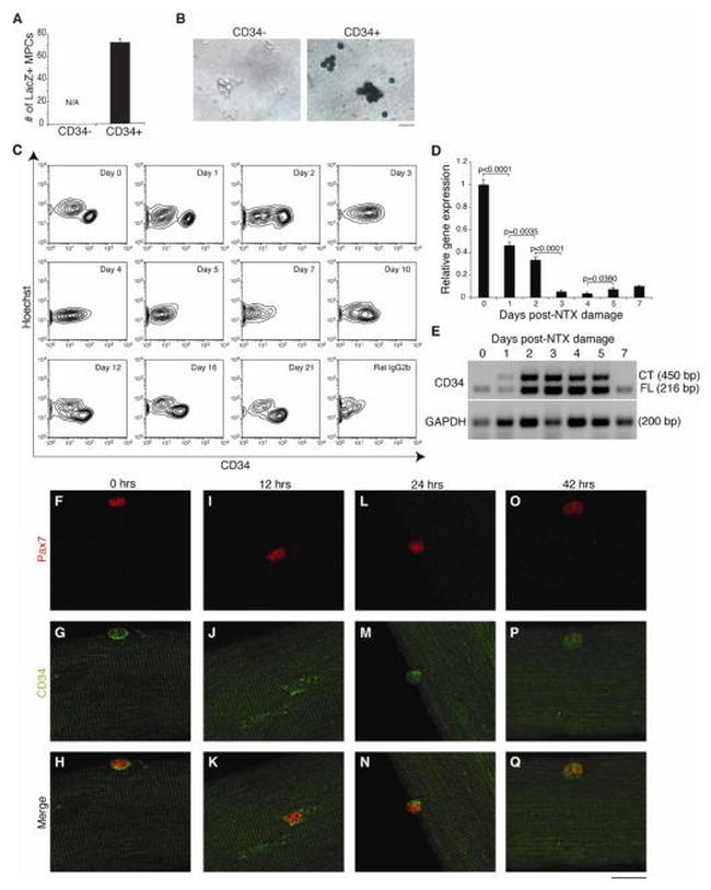 CD34 Antibody in Flow Cytometry (Flow)