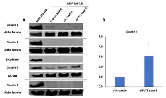 Claudin 3 Antibody in Western Blot (WB)