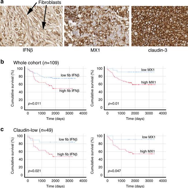 IFN beta Antibody in Immunohistochemistry (IHC)