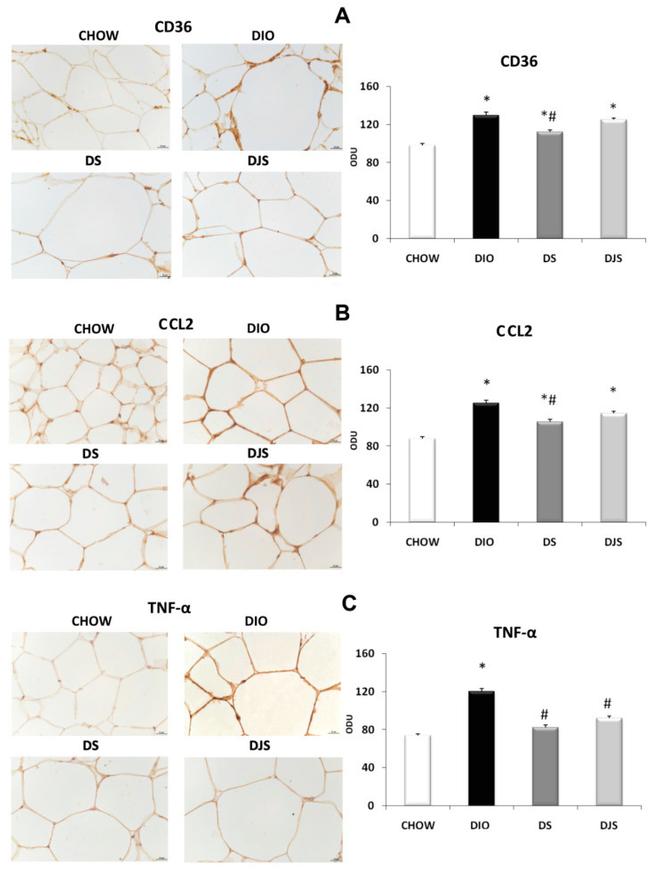 CD36 Antibody in Immunohistochemistry (IHC)