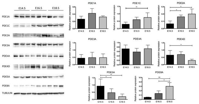 PDE4D Antibody in Western Blot (WB)