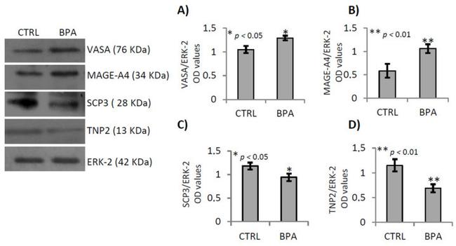 SCP3 Antibody in Western Blot (WB)