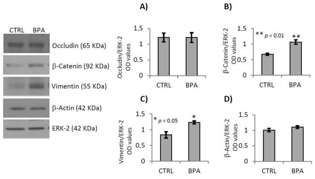 Occludin Antibody in Western Blot (WB)