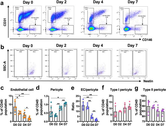 Nestin Antibody in Flow Cytometry (Flow)