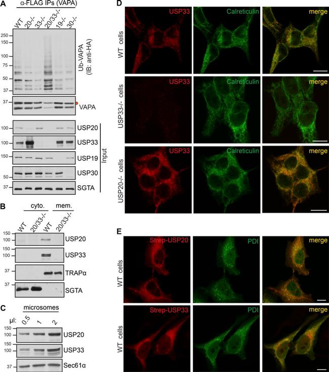 PDI Antibody in Immunocytochemistry (ICC/IF)