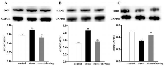 iNOS Antibody in Western Blot (WB)