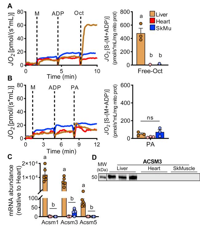 ACSM3 Antibody in Western Blot (WB)