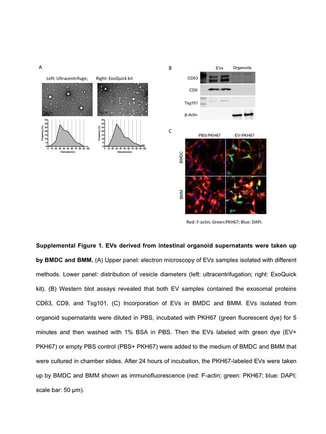 CD9 Antibody in Western Blot (WB)