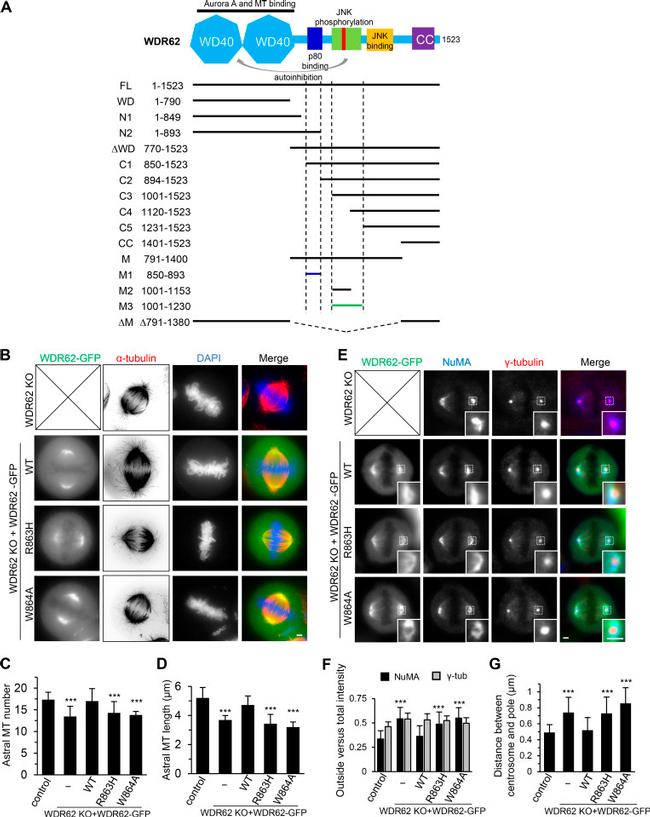 NuMA Antibody in Immunocytochemistry (ICC/IF)