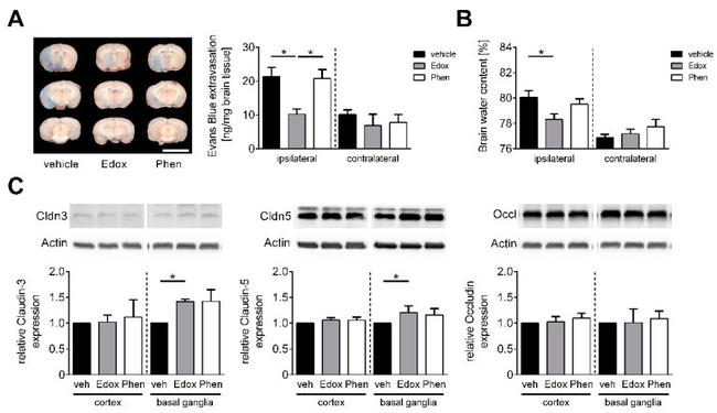 Claudin 3 Antibody in Western Blot (WB)