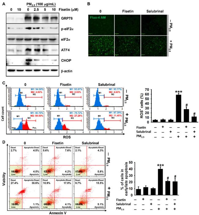 EIF2S1 Antibody in Western Blot (WB)