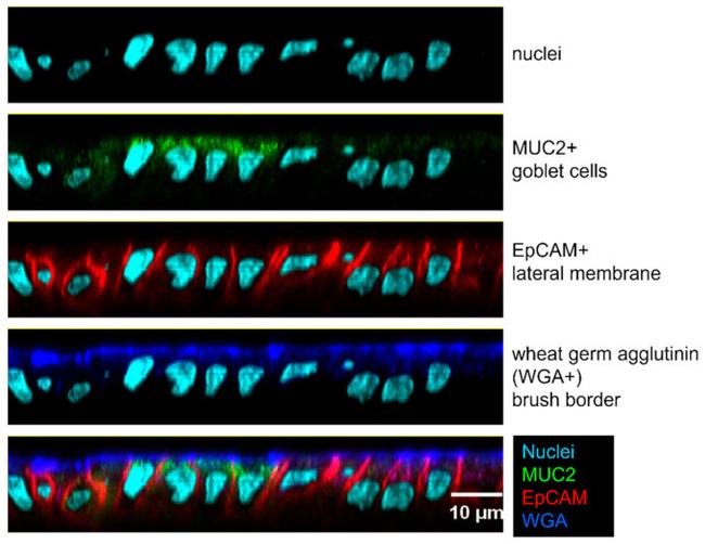 MUC2 Antibody in Immunocytochemistry (ICC/IF)