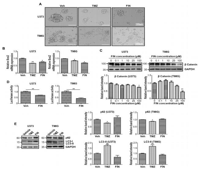 beta Catenin Antibody in Western Blot (WB)