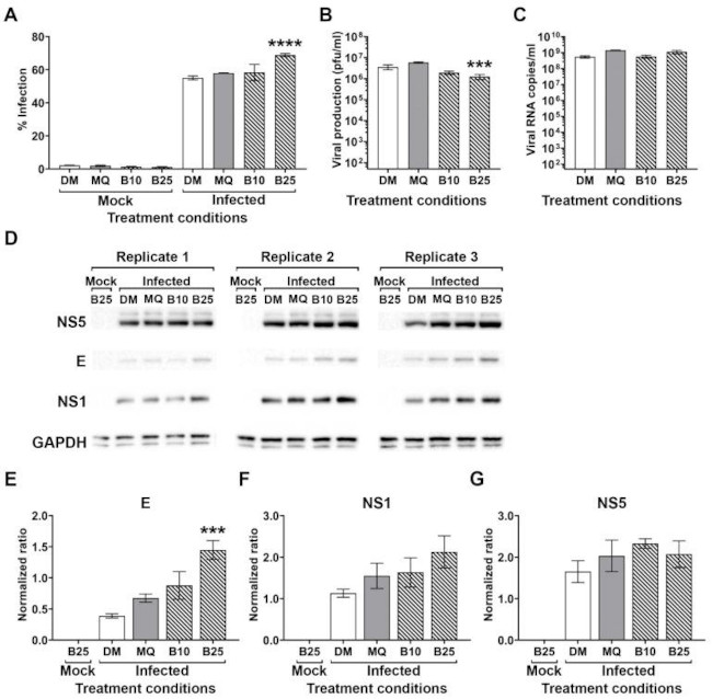 Dengue Virus Type 2 NS1 Antibody in Western Blot (WB)