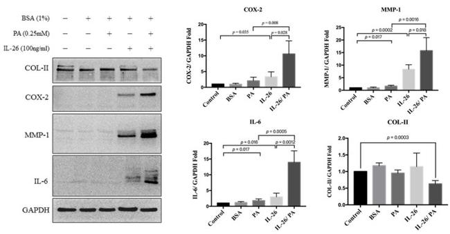 COX2 Antibody in Western Blot (WB)