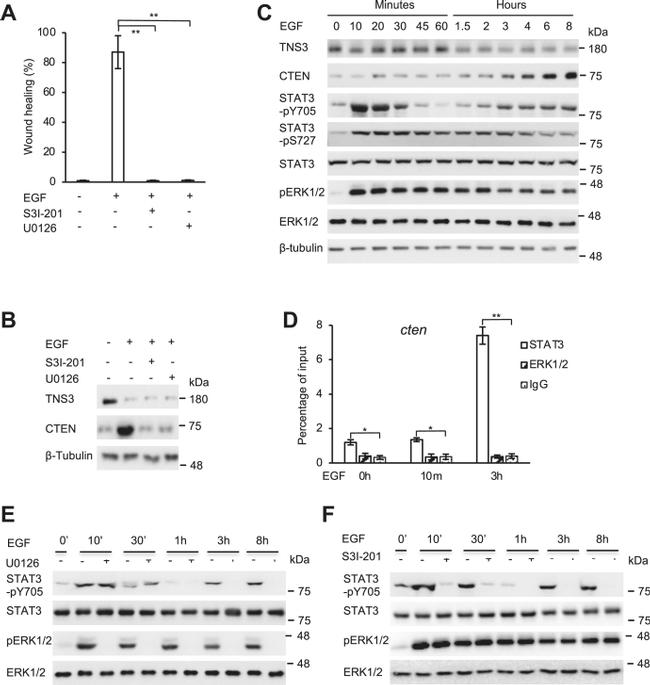 Phospho-ERK1/ERK2 (Tyr204) Antibody in Western Blot (WB)