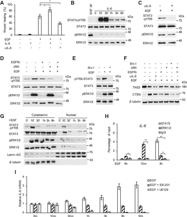 Phospho-ERK1/ERK2 (Tyr204) Antibody in Western Blot (WB)