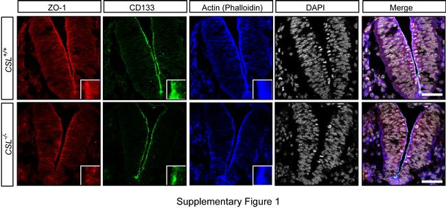 CD133 (Prominin-1) Antibody in Immunohistochemistry, Immunohistochemistry (PFA fixed) (IHC, IHC (PFA))