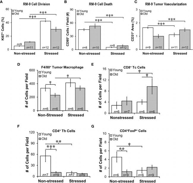 Ki-67 Antibody in Immunohistochemistry (IHC)