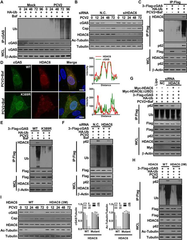 DYKDDDDK Tag Antibody in Western Blot (WB)