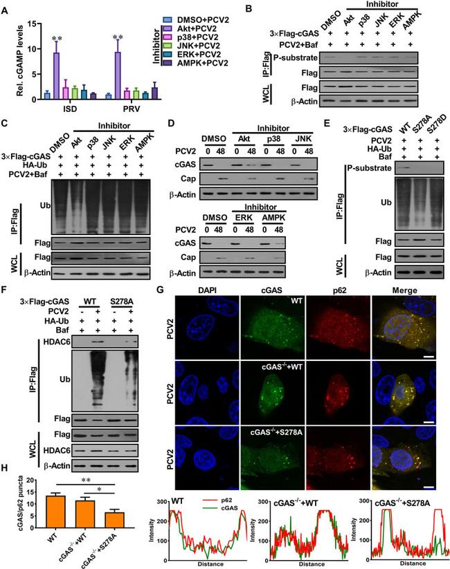 DYKDDDDK Tag Antibody in Western Blot (WB)