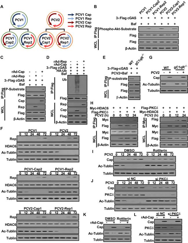 DYKDDDDK Tag Antibody in Western Blot (WB)